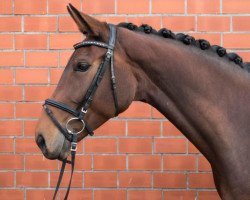 dressage horse Fancy Faraa (Westphalian, 2011, from Florestan I)