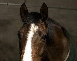 Dressurpferd Calimero 715 (Deutsches Reitpony, 2010, von Top Champy)