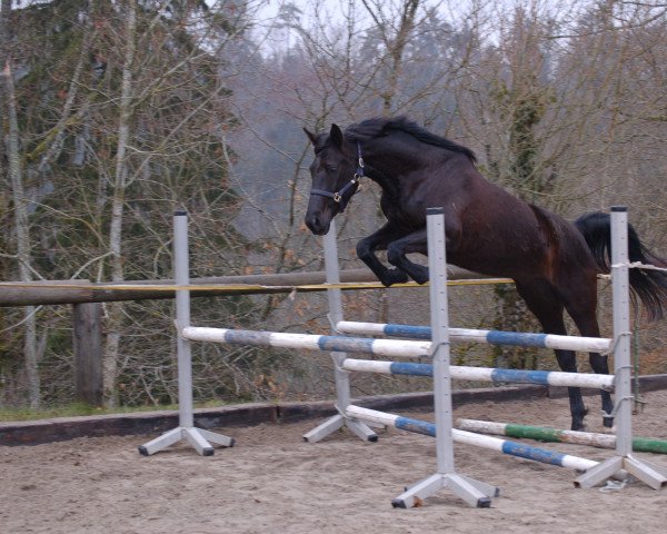 broodmare Dzamonra (Württemberger, 2001, from Dr. Jackson D)