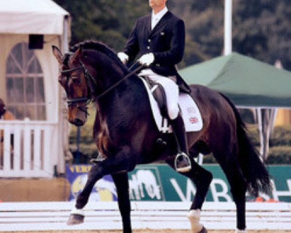 stallion Showmaker (Westphalian, 2002, from Show Star)