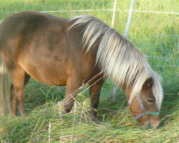 broodmare Fiola (Dt.Part-bred Shetland pony, 1998, from Grenoble)