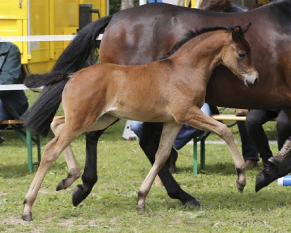 broodmare Mexico FH (German Riding Pony, 2013, from Caramel FH WE)
