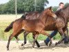 Deckhengst Münchhausen (Deutsches Reitpony, 2013, von FS Mr. Right)