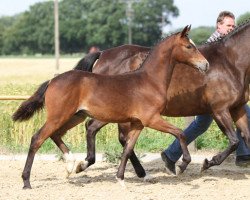 Deckhengst Münchhausen (Deutsches Reitpony, 2013, von FS Mr. Right)