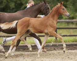 Dressurpferd Dritte Dimension (Deutsches Reitpony, 2013, von Dimension AT NRW)