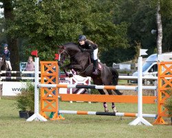 jumper Bohem Höben's Joana (German Riding Pony, 2006, from Pink Floyd)