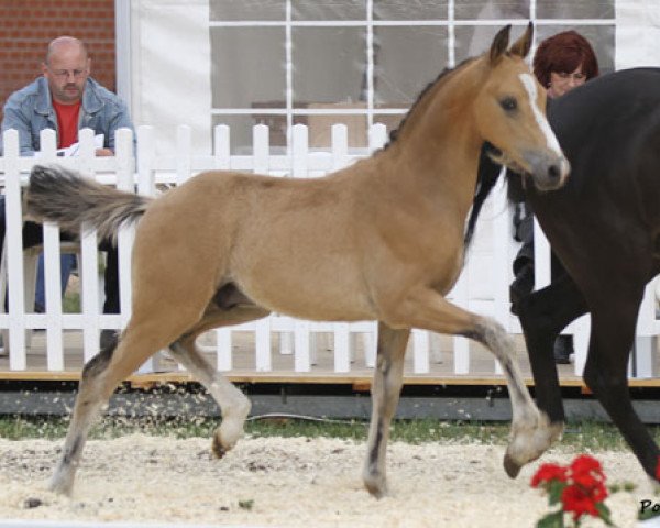stallion Just do it (German Riding Pony, 2013, from Justin 127)