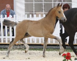 stallion Just do it (German Riding Pony, 2013, from Justin 127)