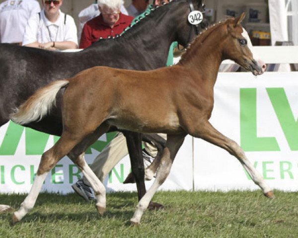 dressage horse Quax (German Riding Pony, 2013, from Quaterback's Junior)