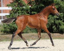 dressage horse Bill Bo (German Riding Pony, 2013, from Orchard Boginov)