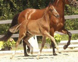 dressage horse Dornardo (German Riding Pony, 2013, from Dornik B)