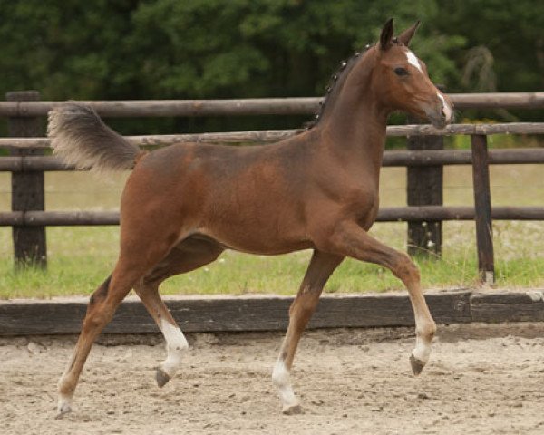 dressage horse Deep Blue Bird (German Riding Pony, 2013, from Dreidimensional AT NRW)