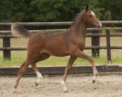 dressage horse Deep Blue Bird (German Riding Pony, 2013, from Dreidimensional AT NRW)