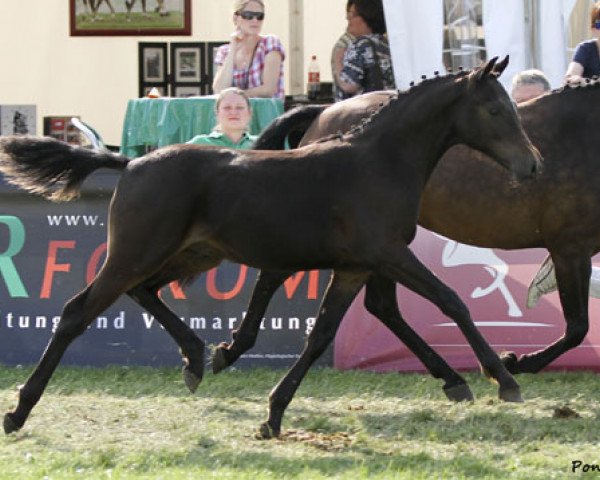 dressage horse Dream Loves (German Riding Pony, 2013, from Dance Star AT)