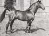 stallion Illum (Hanoverian, 1972, from Der Löwe xx)