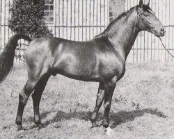 stallion Illum (Hanoverian, 1972, from Der Löwe xx)