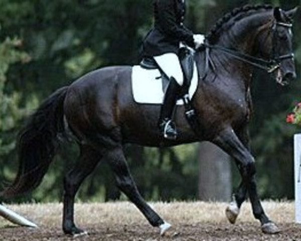 stallion Freestyle (Hessian Warmblood, 1996, from Florestan I)