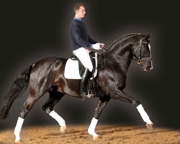 stallion Don Ricoss (Hanoverian, 2002, from Don Frederico)