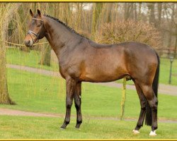 stallion Just Perfect (Württemberger, 2000, from Jazz Time)