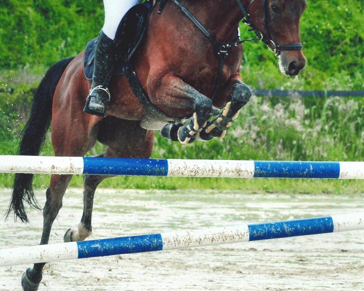 Pferd Seine Lotte (Rheinländer, 2005, von Sintender)