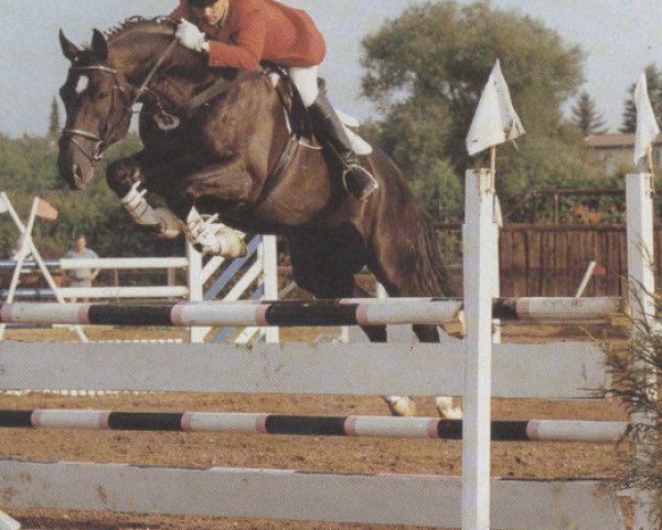 stallion Argentano (Hanoverian, 1982, from Argentan I)