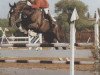 stallion Argentano (Hanoverian, 1982, from Argentan I)