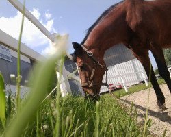 broodmare Lousanne 14 (Westphalian, 1991, from Lutz)