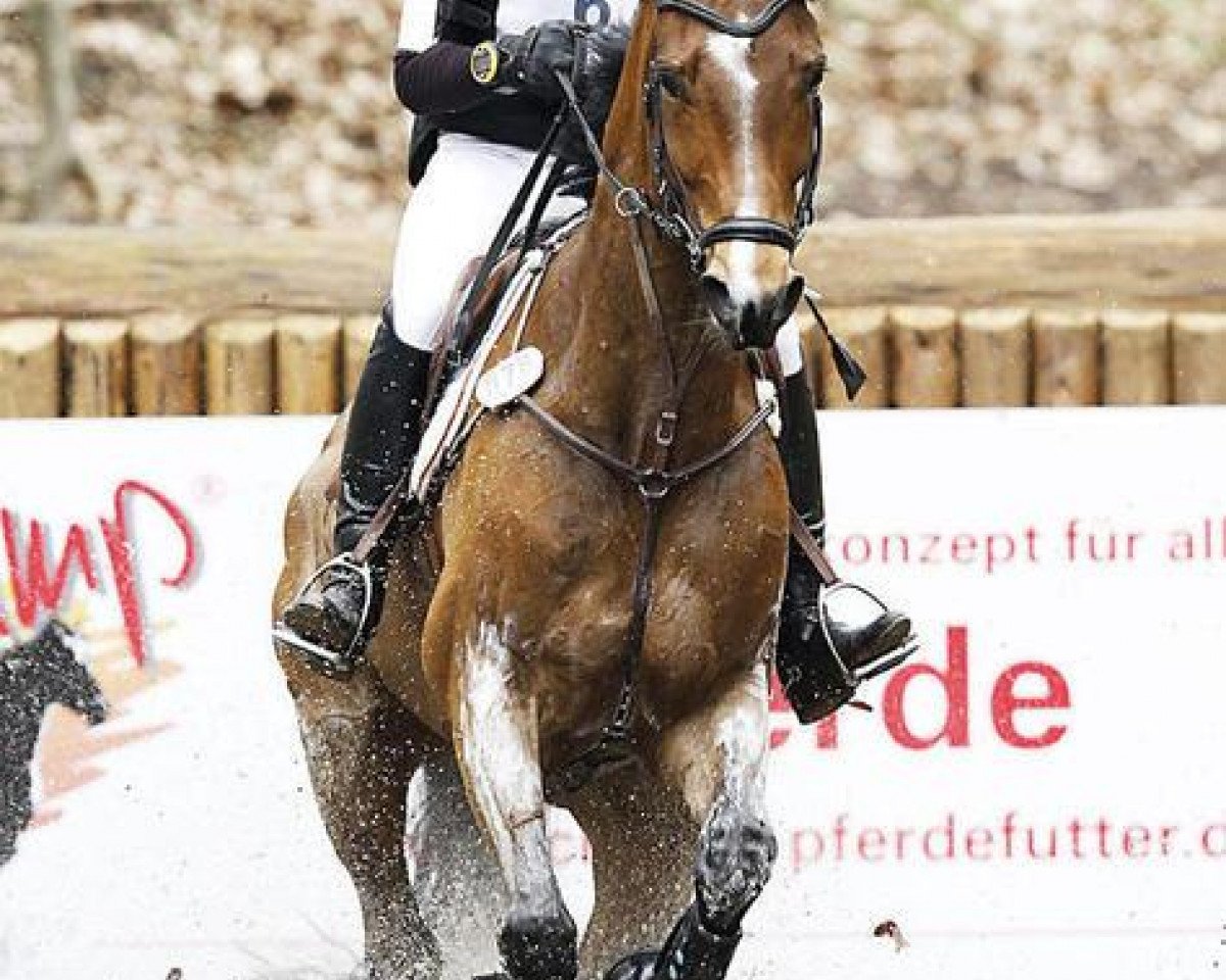 jumper Ruling Spirit (Oldenburg, 2003, from Rubin Royal OLD)