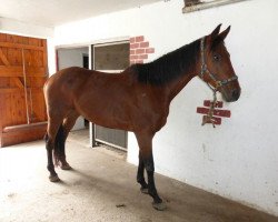 Pferd La Conta (Hessisches Warmblut, 2001, von Lone Star)