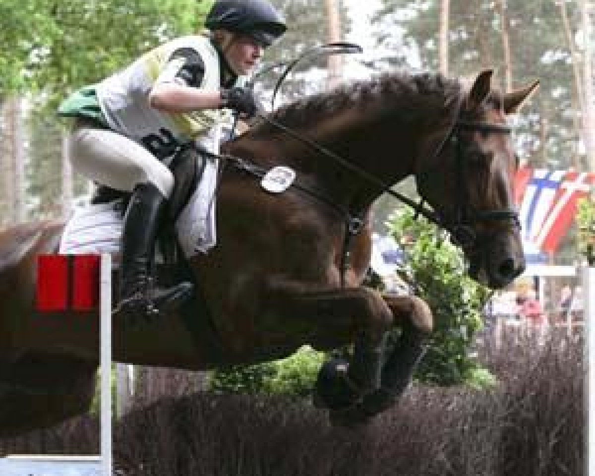 Springpferd Don Diego 39 (Mecklenburger, 2002, von D'Olympic)