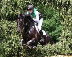 dressage horse Cato 60 (Holsteiner, 2004, from Contendro I)