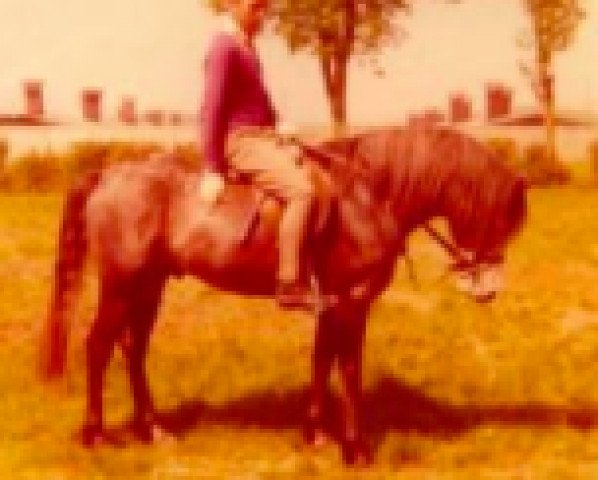 Deckhengst Moyglare Bruff (Connemara-Pony, 1971, von Moyglare Samson)