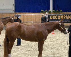 Pferd Im The Blue Trace (Quarter Horse, 2019, von Certain Potential)