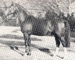 stallion Frühlingstrunk (Westphalian, 1966, from Frühling)