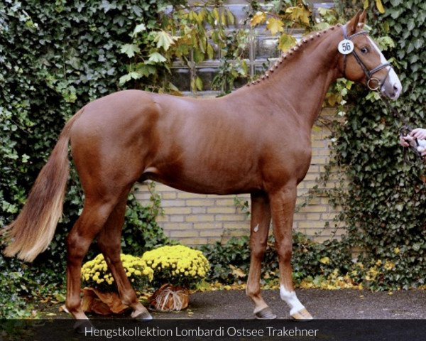 stallion Lombardi (Trakehner, 2006, from Zauberklang)