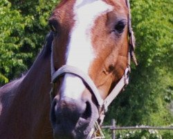 broodmare Pia (Westphalian, 1995, from Pro Ratio)