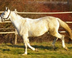 broodmare Schöne Vanity (Trakehner,  , from Vivus)