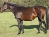 broodmare Winterthur xx (Thoroughbred, 2000, from Alkalde xx)