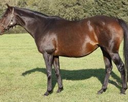 broodmare Winterthur xx (Thoroughbred, 2000, from Alkalde xx)