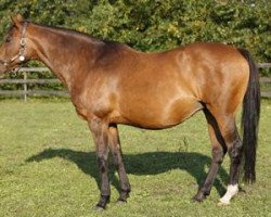 broodmare Lupita xx (Thoroughbred, 1994, from Niniski xx)