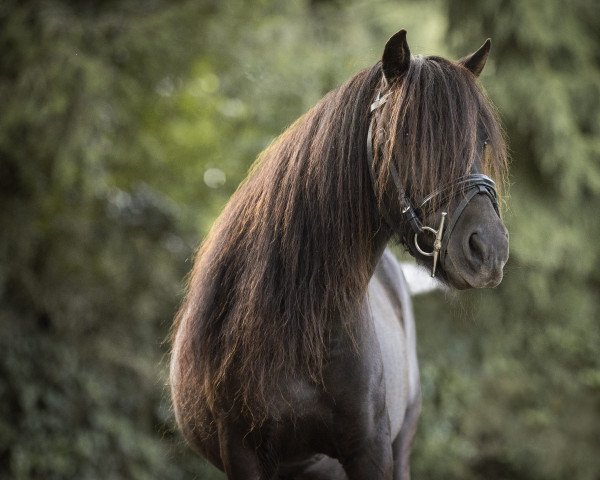 Zuchtstute Felicity v.d. Bargeshoeve (Shetland Pony, 2012, von Shadow van Drieoka)