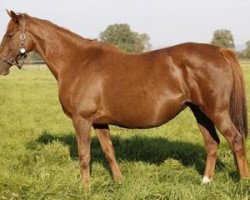 broodmare Lasira xx (Thoroughbred, 2003, from Vettori xx)