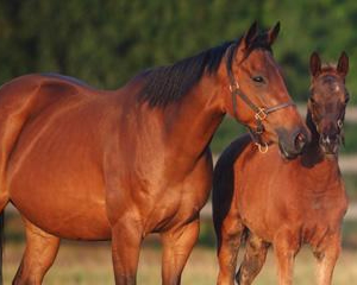 broodmare Estefania xx (Thoroughbred, 2001, from Acatenango xx)