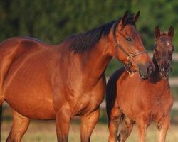 broodmare Estefania xx (Thoroughbred, 2001, from Acatenango xx)