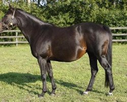 broodmare Dubavint xx (Thoroughbred, 2004, from Monsun xx)