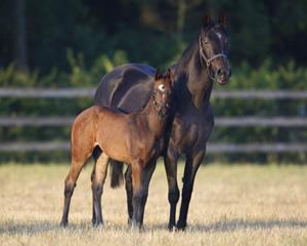 broodmare Djidda xx (Thoroughbred, 2000, from Lando xx)