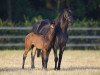 broodmare Djidda xx (Thoroughbred, 2000, from Lando xx)