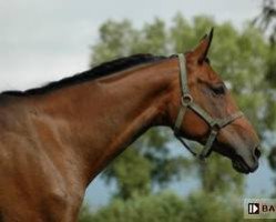 broodmare Artena (anglo european sporthorse, 1996, from Szal AA)