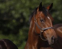 broodmare Athaly xx (Thoroughbred, 2001, from Kahyasi xx)