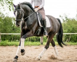 dressage horse D. J. Black (Hanoverian, 2010, from Dancier)